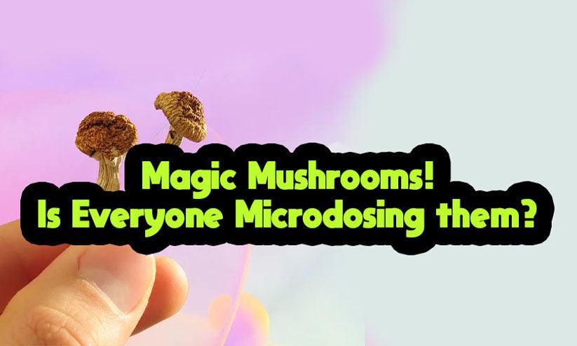 Is EVERYONE microdosing?! - Elsie & Fred